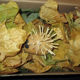 Gminne Przedszkole w Tarnowcu